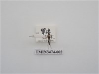 藏品(偽中條細花天牛)的圖片